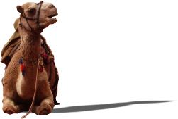 sitting camel