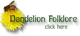 Dandelion Folklore