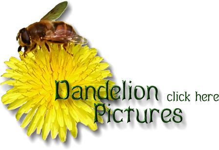 Dandelion Pictures
