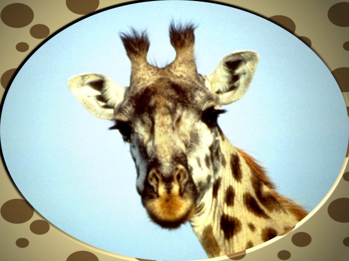 giraffe pictures