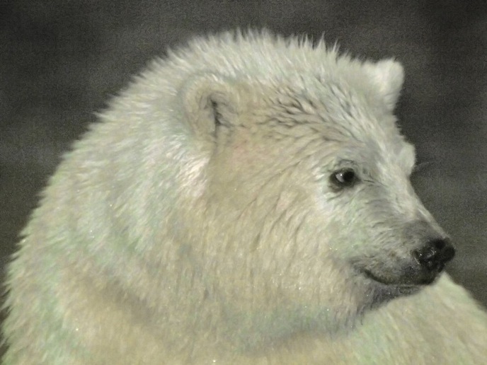 Polar Bear - Cub of the Year