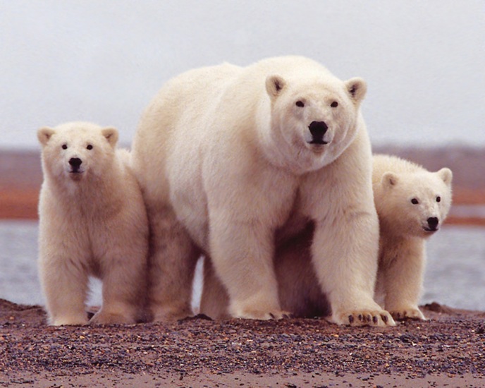 Polar Bear Female with Young