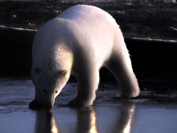 Polar Bear Yearling