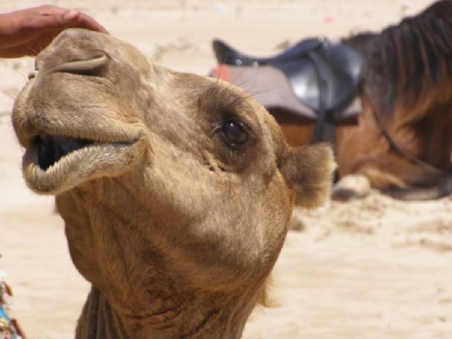 A dromedary camel receiving a pet
