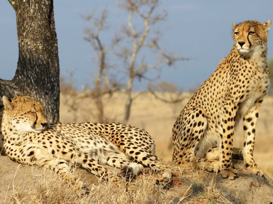 One cheetah stands guard over a friend
