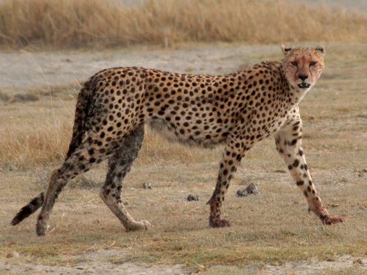 A cheetah near the Ngorongoro Cater