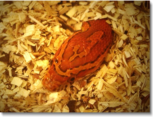A corn snake pokes its head out to take a look around.