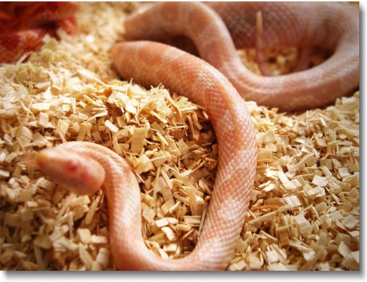 The scales and pattern of a young snow corn snake.