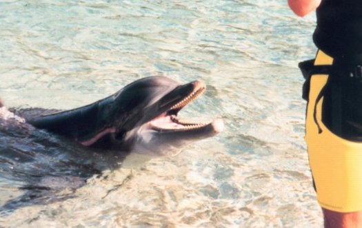 dolphin pictures