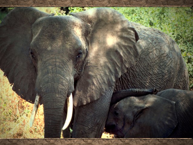 elephant pictures